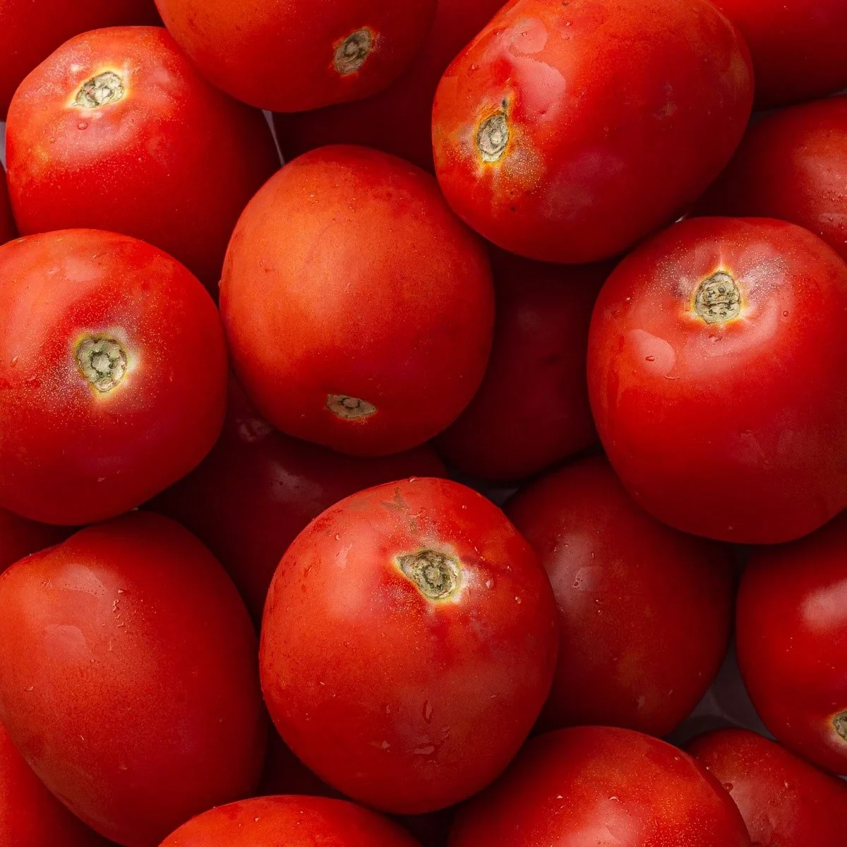 tomates rouges pour faire des conserves sans sterlisation