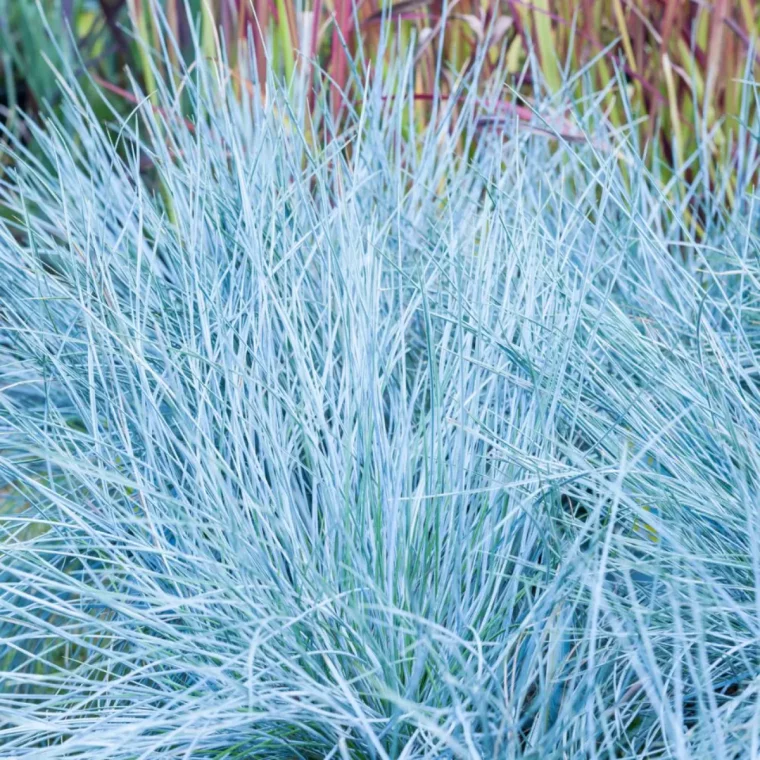 touffe bleue de fetuque bleue