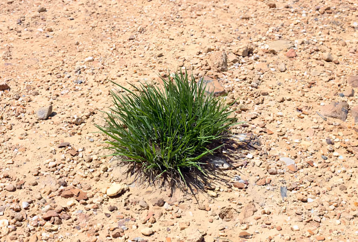 touffe d herbe au milieu d une surface seche caillouteuse et sableuse