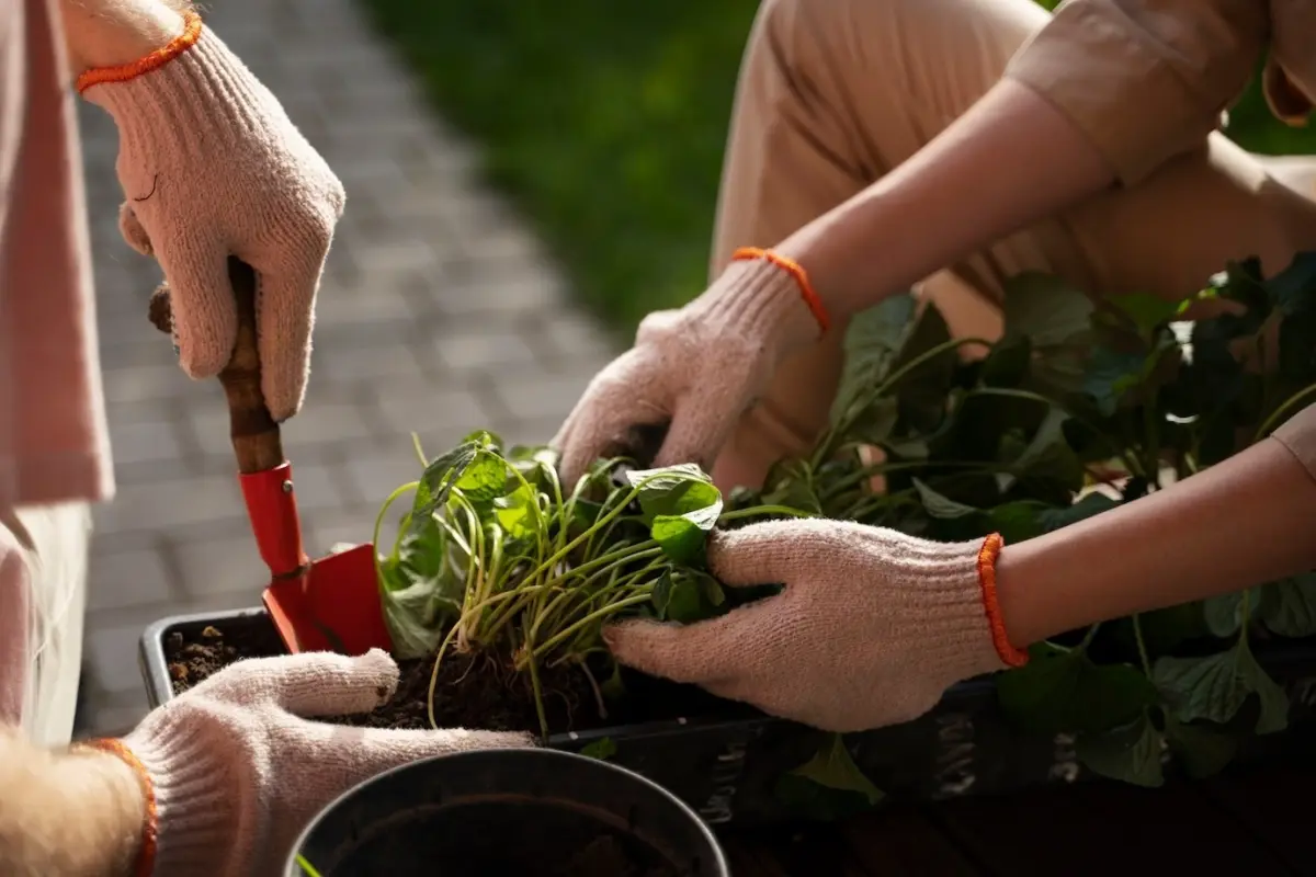 transplantation plantes vertes potager gants jardinage outils soleil lumiere