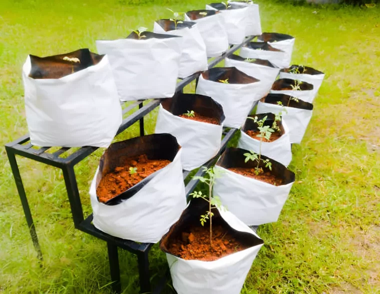 trois rangees de sacs de plantation sur une structure mettalique en escalier
