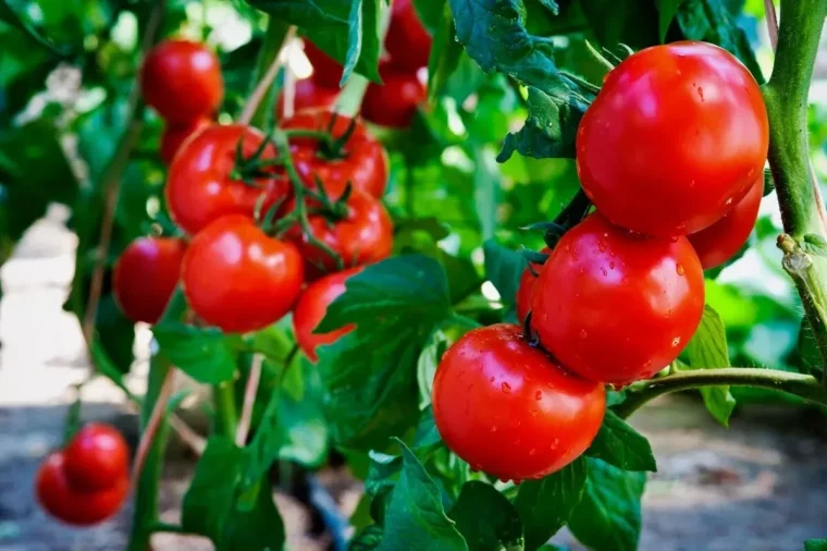 trucs de grand mère pour avoir de belles tomates en aout