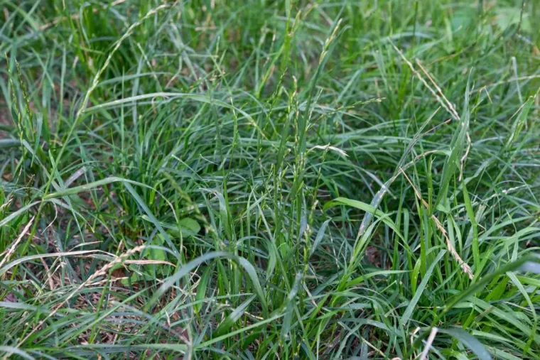 variete graminee hauteur verdure jardin entretien sol gazon