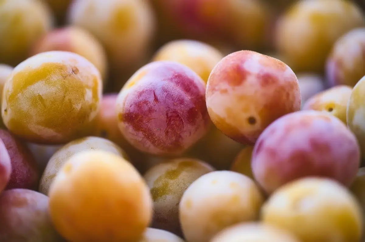 variete prune couleur jaune peau rose mirabelle conservation compote