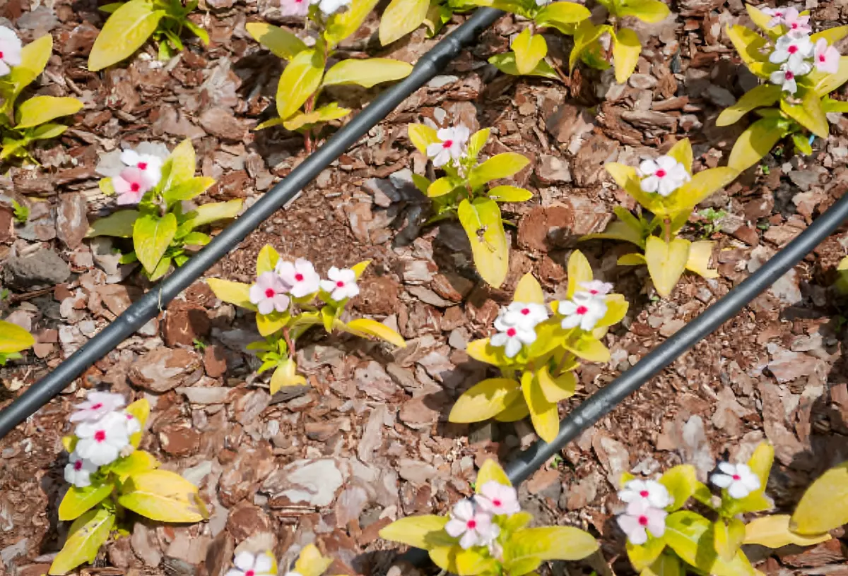 vue de dessus d un systeme d arrosage de goutte a goutte sur un sol avec paille avec des copeaux et des plantes a fleurs basses