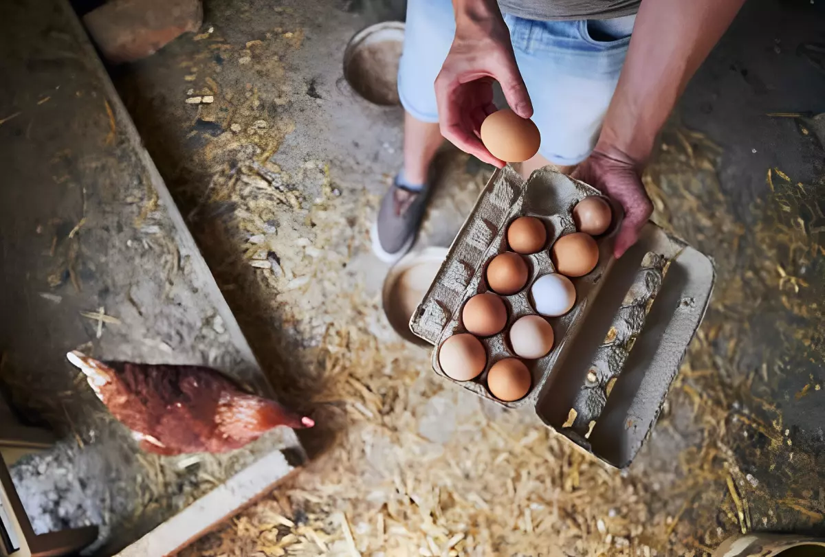 vue de dessus d une douzaine d œufs dans un carton tenu par dles mains d un homme dans un poulailler et une poule
