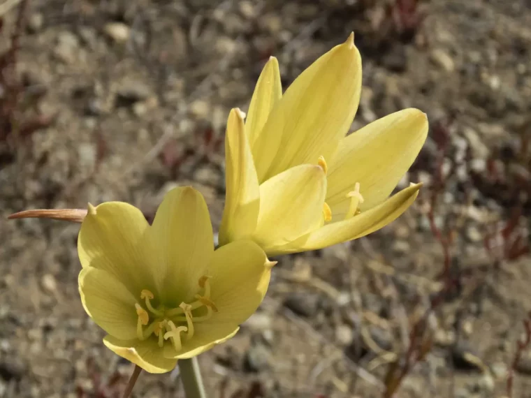 vue de dessus de deux fleurs jaunes de sternbergias