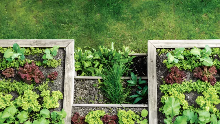 vue de dessus de potager souleve a cote d une pelouse verte delimite avec des planches en bois avec des legumes diverses