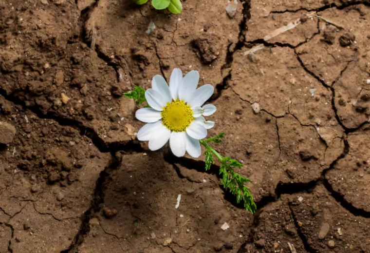 vue de dessus sur une fleur blanche sur fond d un sol craquele et sec