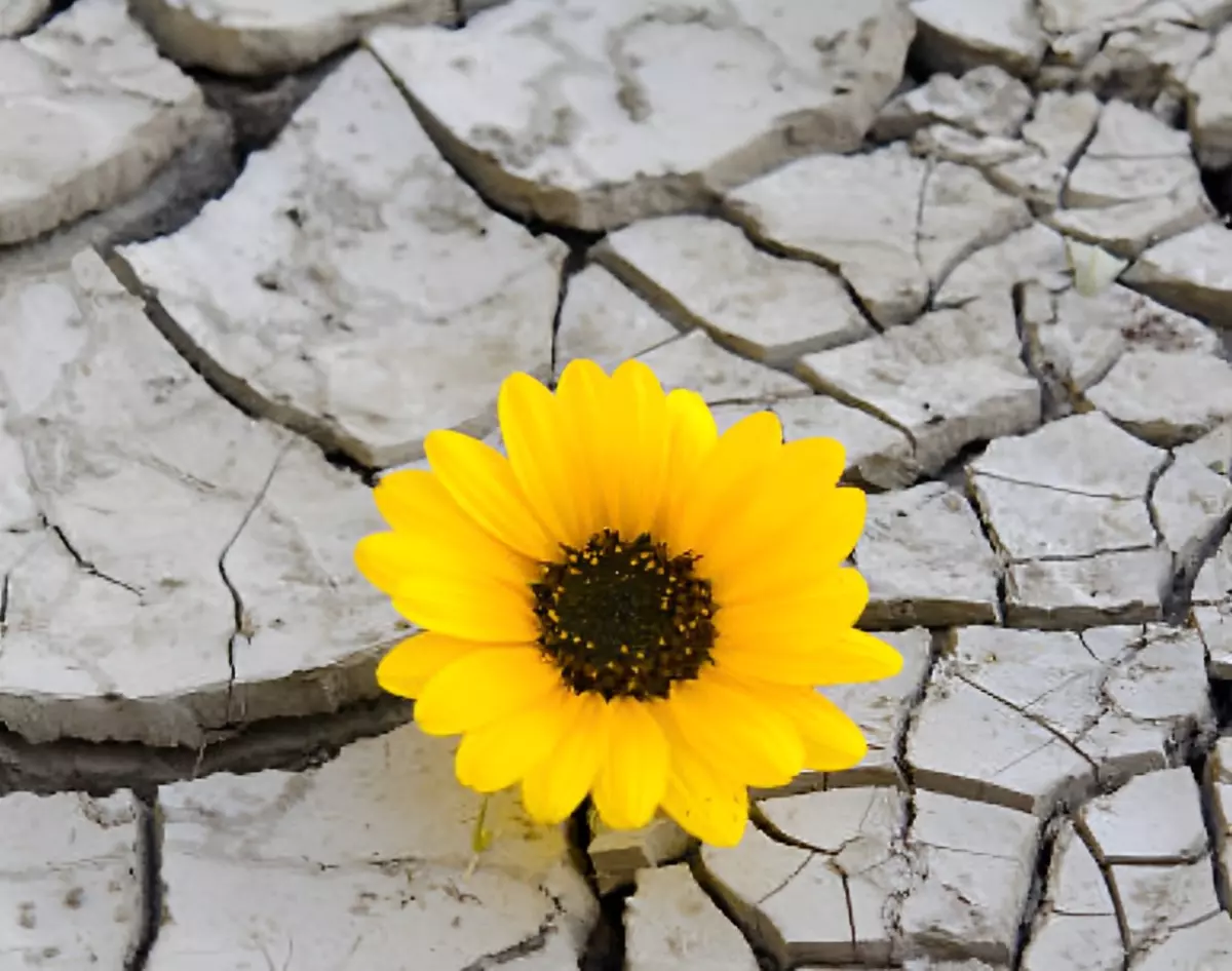 vue de dessus sur une fleur jaune sur fond d un sol tres sec craquele