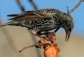 9 astuces magiques pour se débarrasser des étourneaux dans le jardin