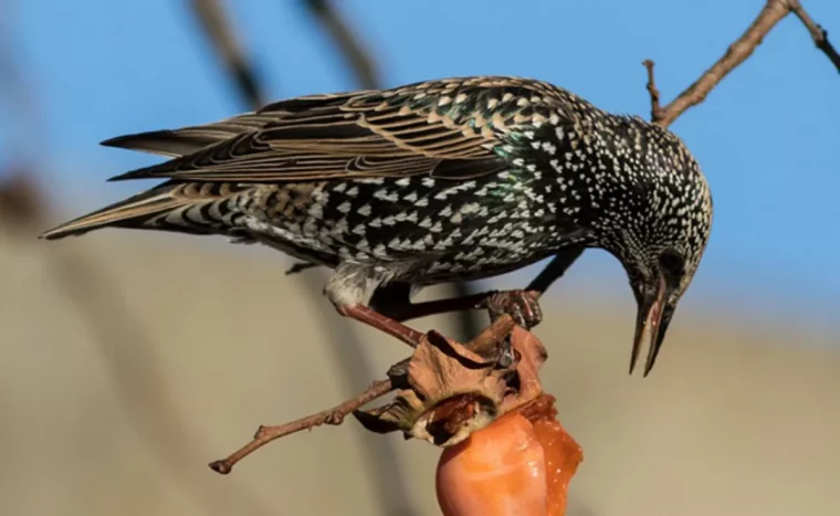 9 astuces magiques pour se debarrasser des etourneaux dans le jardin nourriture