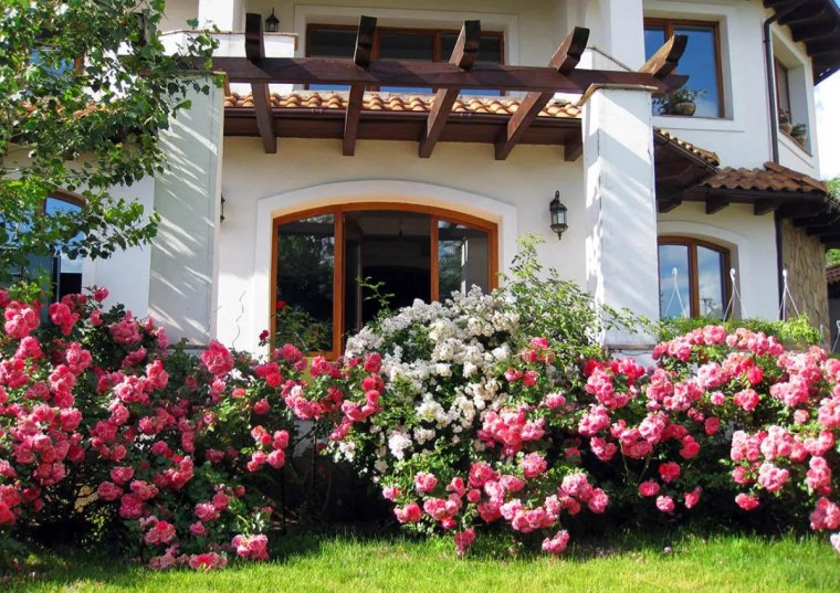 comment avoir beaucoup de roses sur un rosier toute lannée et lembellir roses rouges roses etblanches devantmaison blanche