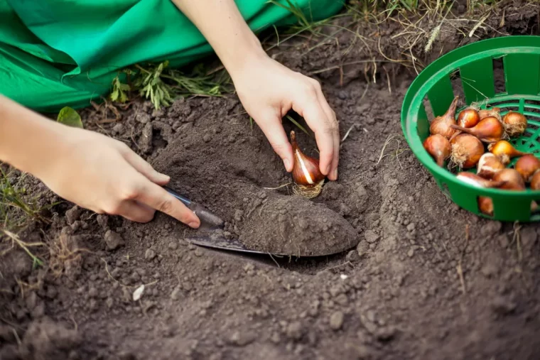 comment conserver les bulbes de freesia plantation entre deuxmains