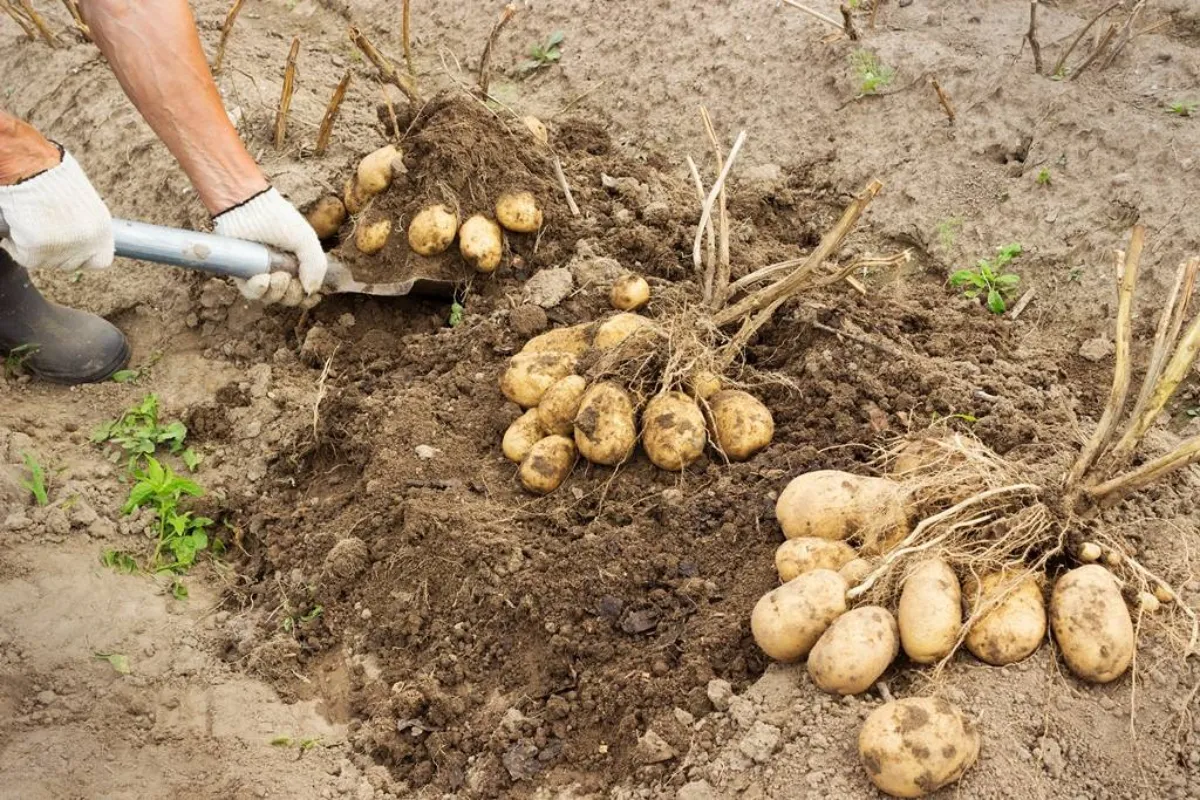 comment faire pour avoir de grosses pommes de terre homme cumule larecolte