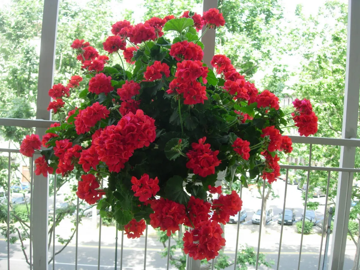 comment tailler les géraniums à l'automne fleurs rouges sur un balcon
