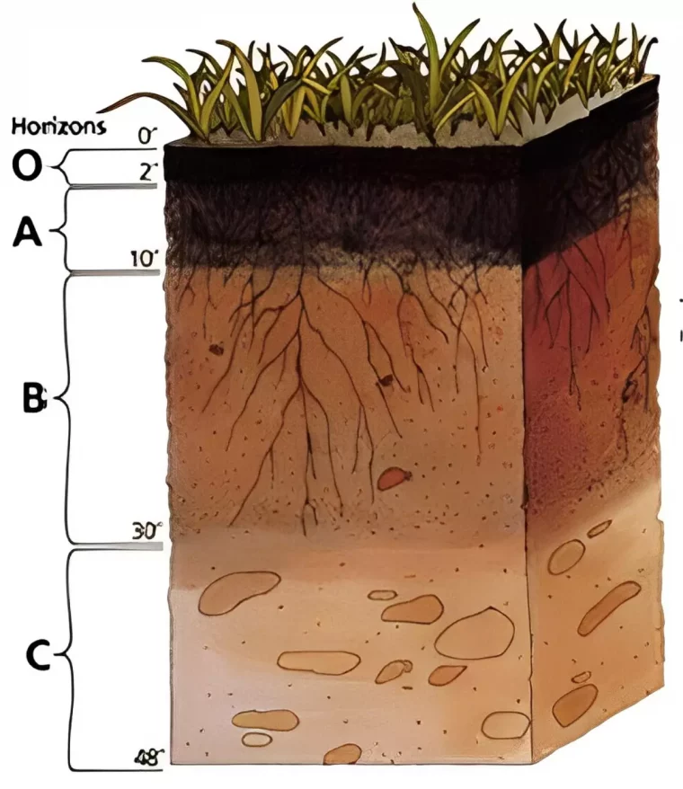 dessin schema des couches de la terre du jardin