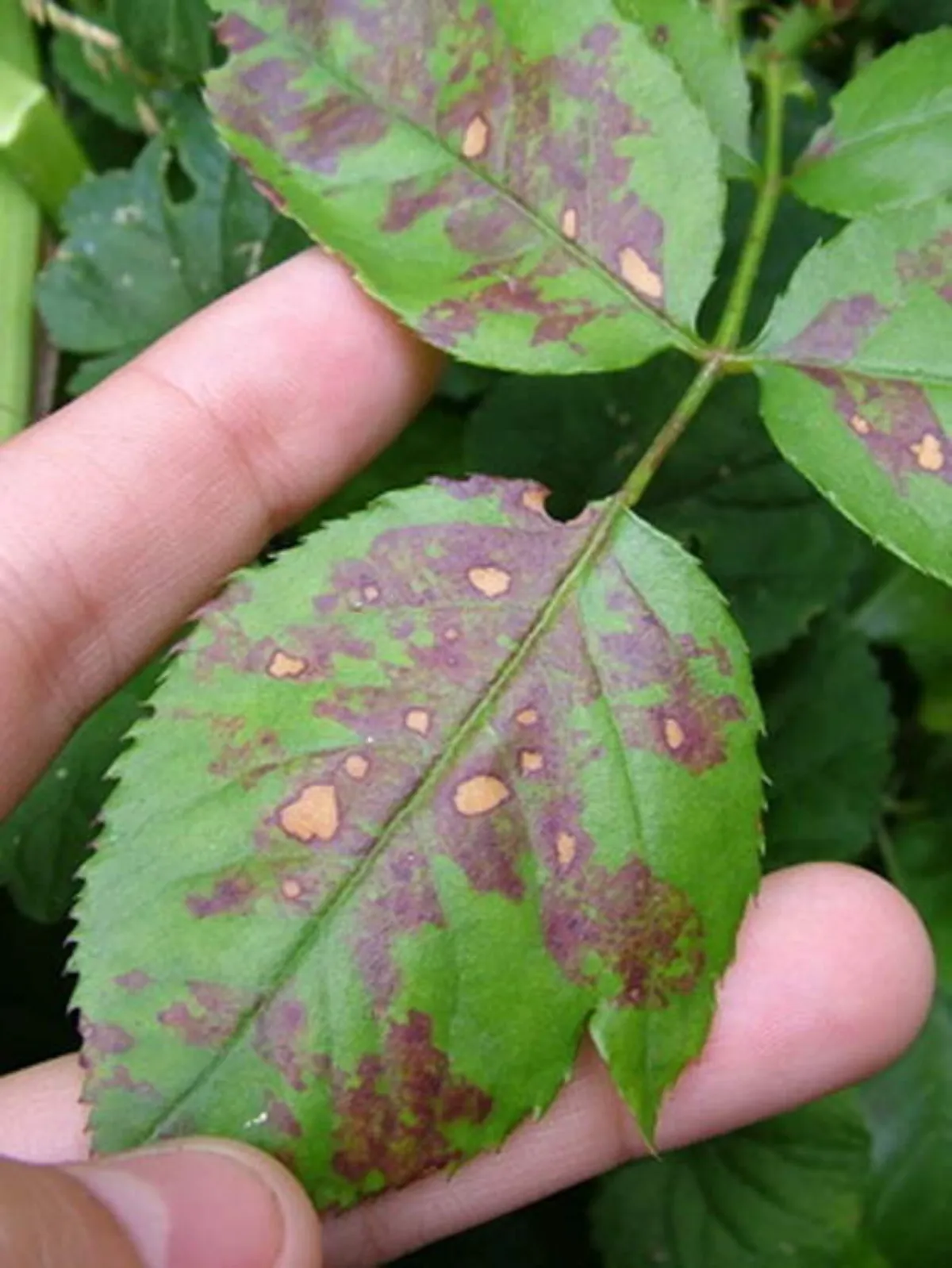 est ce que le calcium est bon pour les plantes taches brunes sur feuilles de rose entre doigts