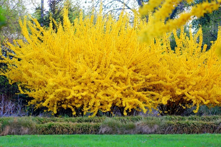 forsythia arbuste fleuri fleurs jaunes pelouse verte