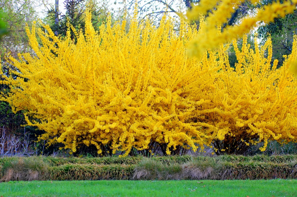 forsythia arbuste fleuri fleurs jaunes pelouse verte