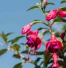 ou et comment planter un fuchsia, quelle exposition pour un fushia guide