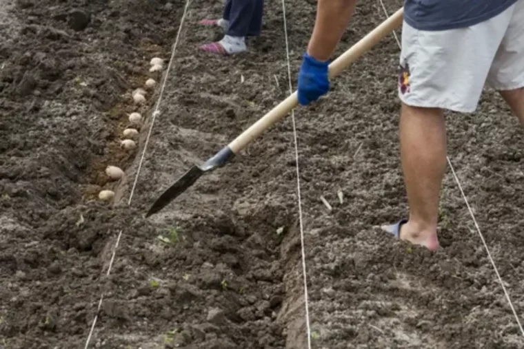 peut on planter des pommes de terre de consommation creusage tranchee