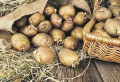 Peut-on planter des pommes de terre en septembre pour l’hiver ?