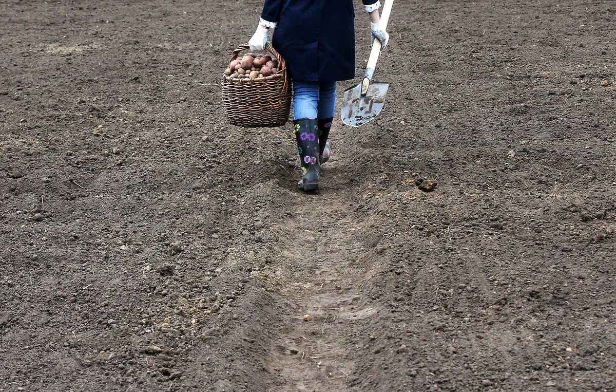 quand planter des pommes de terre en automne femme aux bottes colores porte unseau depatates