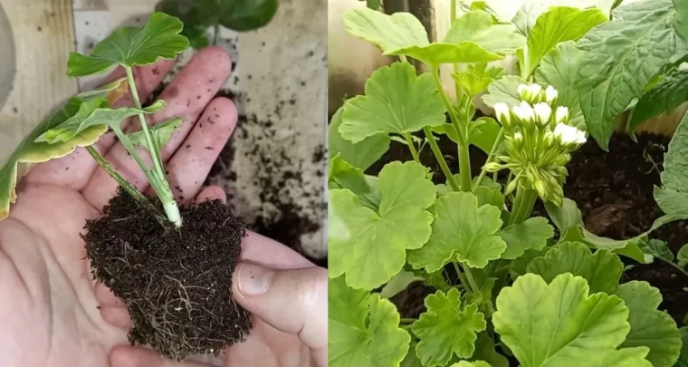 quand tailler les géraniums pour l'hiver bouturage