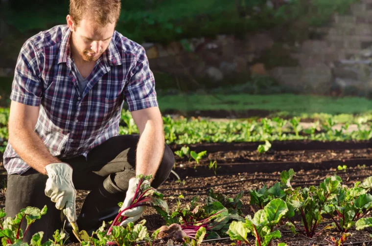 quand tondre la pelouse avec la lune jeune jardinier aupotager