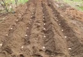 Peut-on planter des pommes de terre en septembre pour l’hiver ?