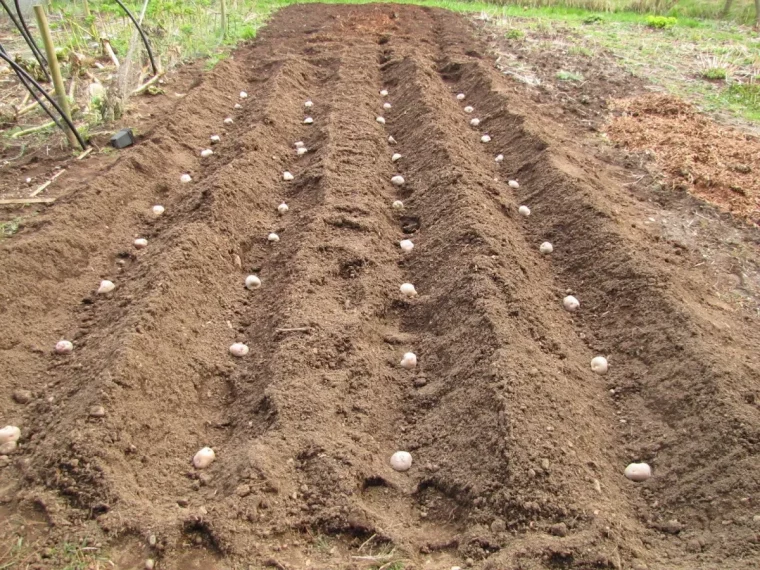 quel est le cycle de la pomme de terre patates en tranchees