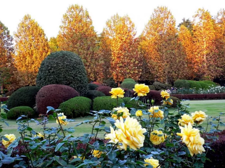 quel est le meilleur engrais pour rosier buisson fleurissant enautomne