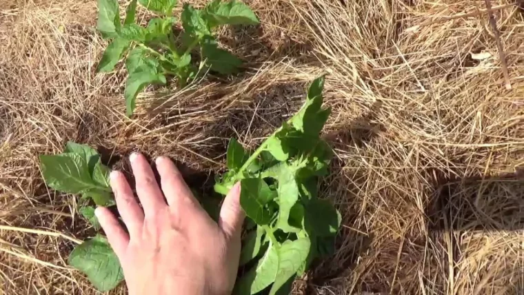 quelle est la distance pour planter les pommes de terre paillage deuxmains