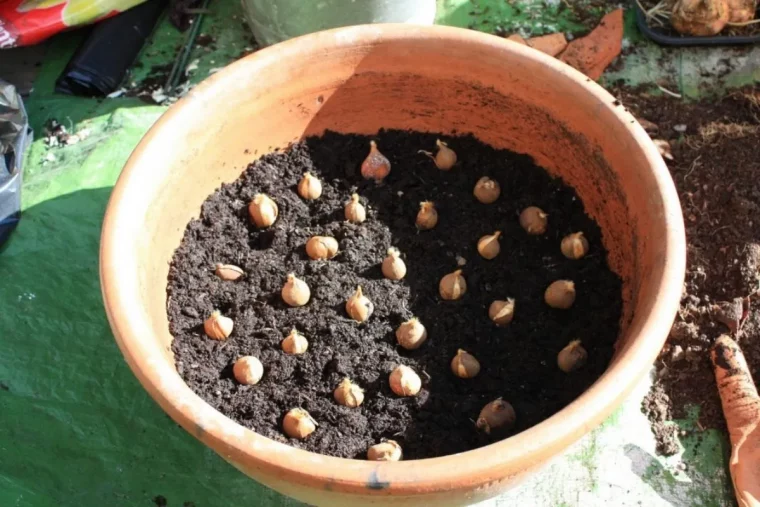 quelle exposition pour les freesia bulbes plantes enpots