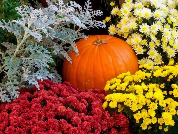 quelle fleur planter en octobre novembre jardin dautomne aveccourge