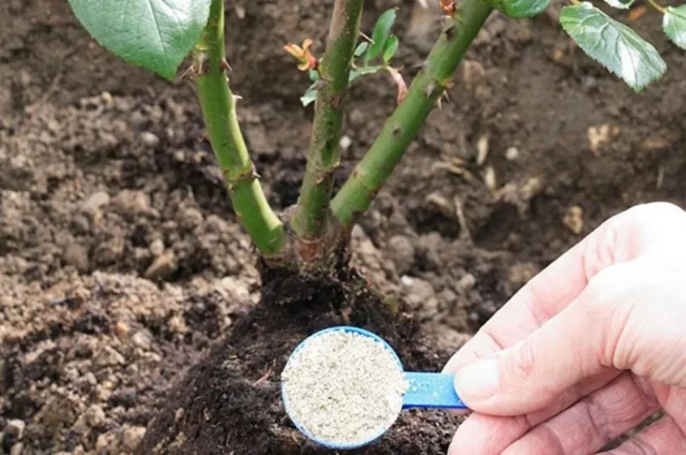 utiliser des coquilles d'œufs au jardin