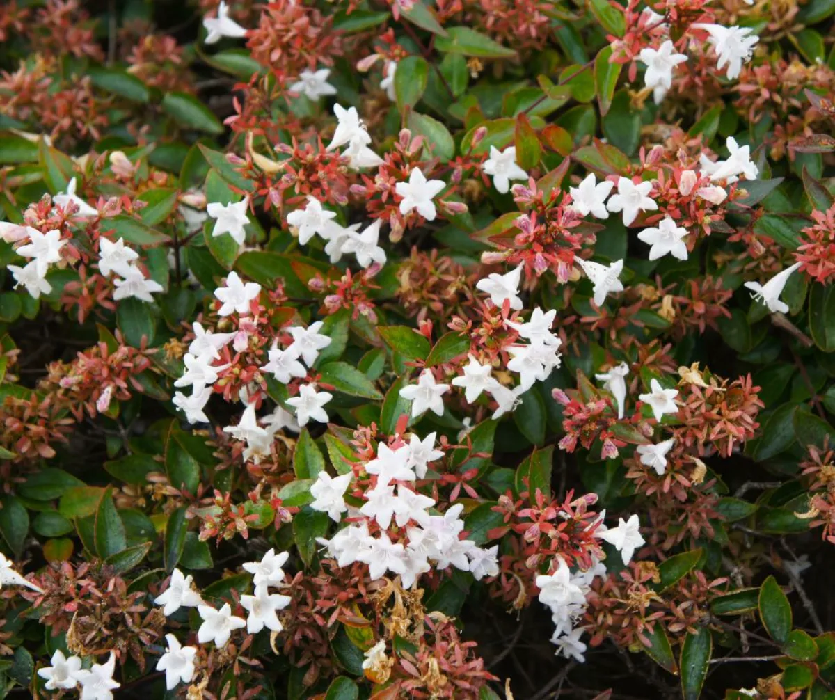 abelia arbuste longue floraison fleurs blanches sur feuillage vert exemple plante originale