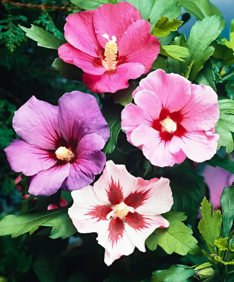 althaa fleurs roses et blanches arbuste haie brise vue feuilles vertes