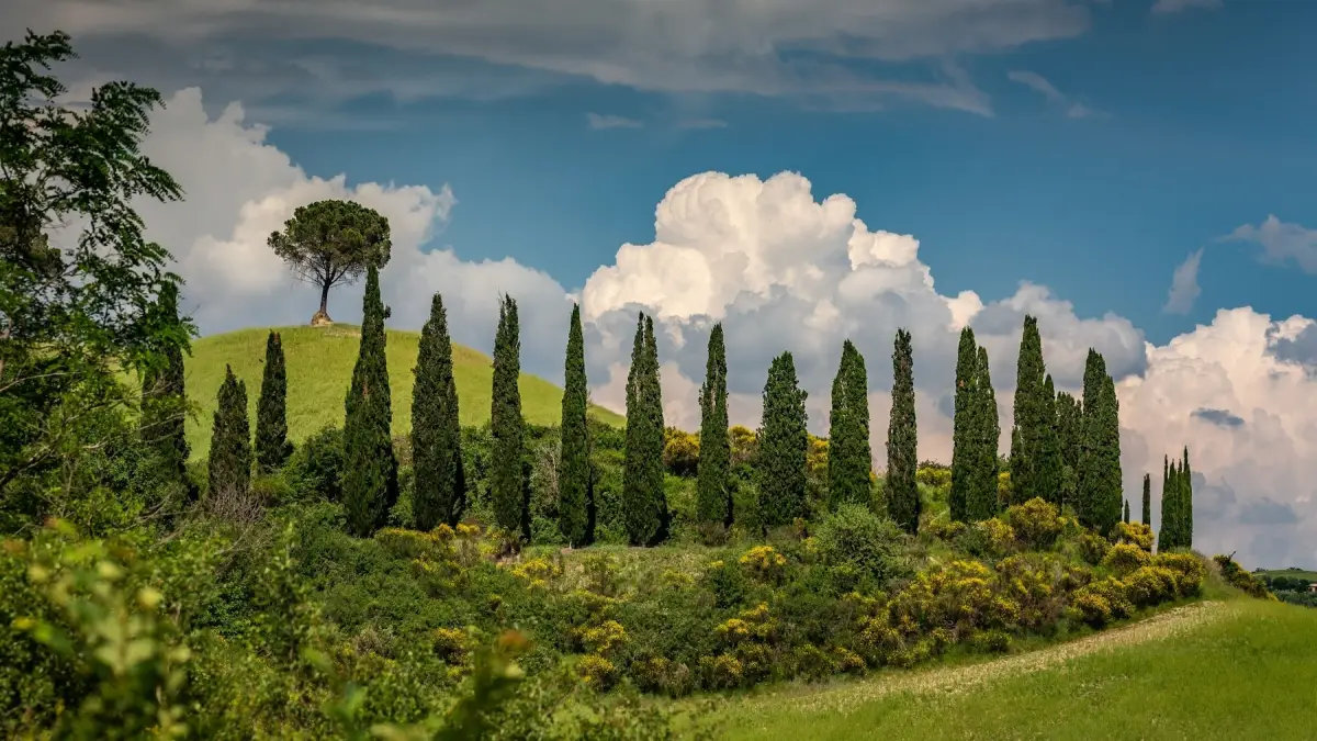 amenagement paysager arbres hauts cypres italien ciel bleu nuages blanches