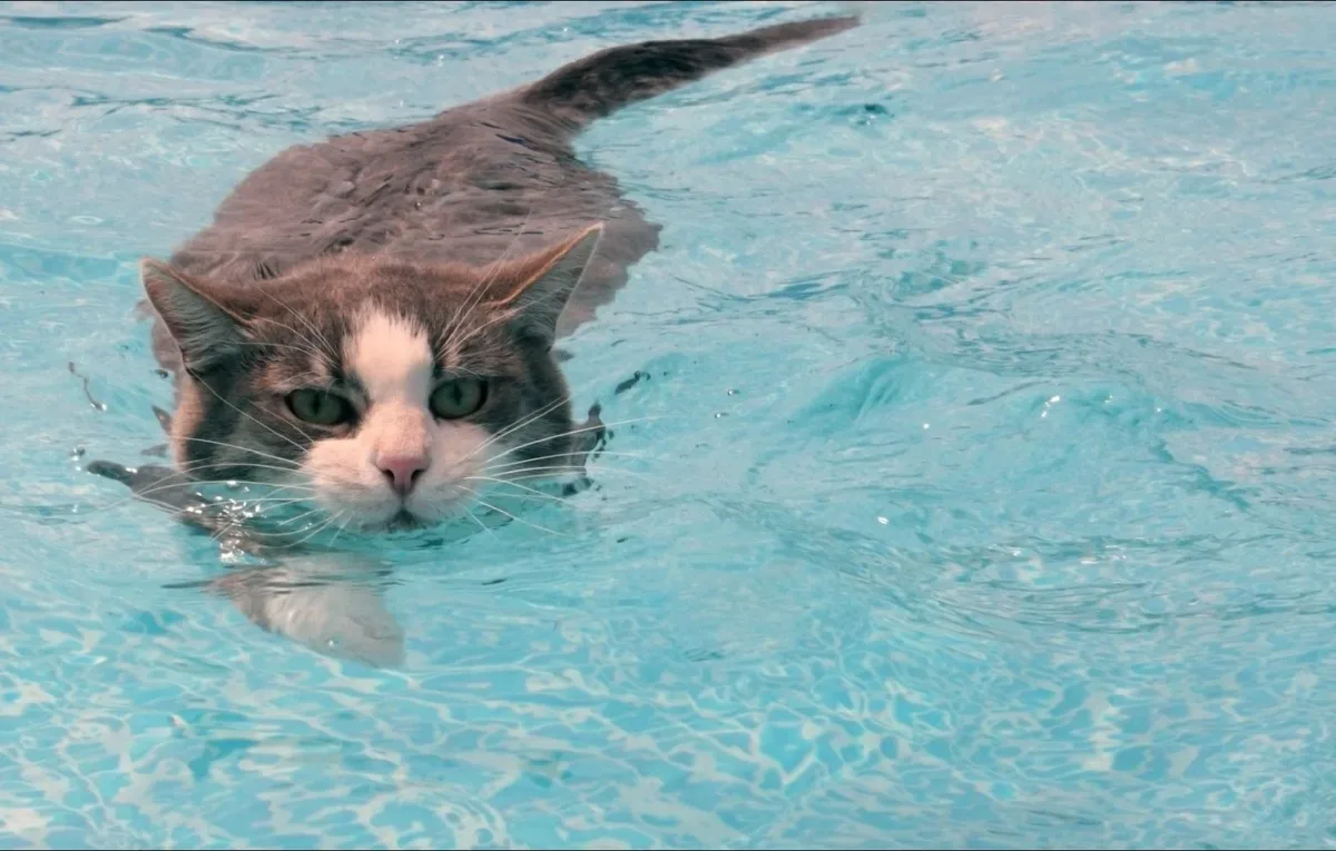 aprrendre a son chat a nager est ce possible