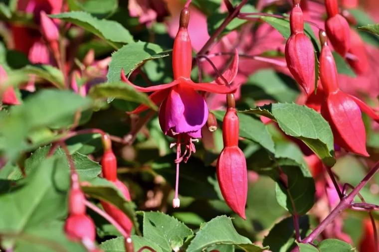 arbrisseau fleurs tombantes feuilles vertes petales rose violet