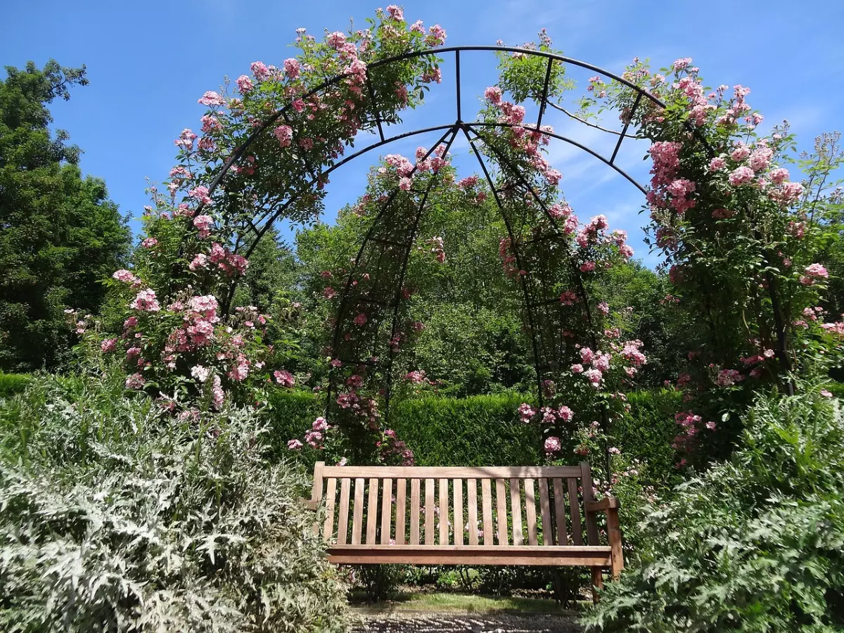 arches metalliques supportent quatre rosiers roses au dessus d un banc en bois