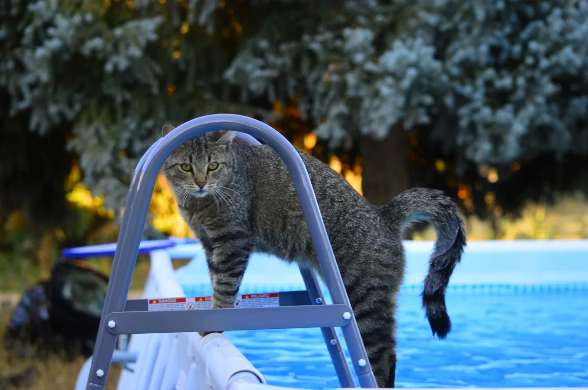 assurer la securite de votre chat autour d une piscine rampe pour chat