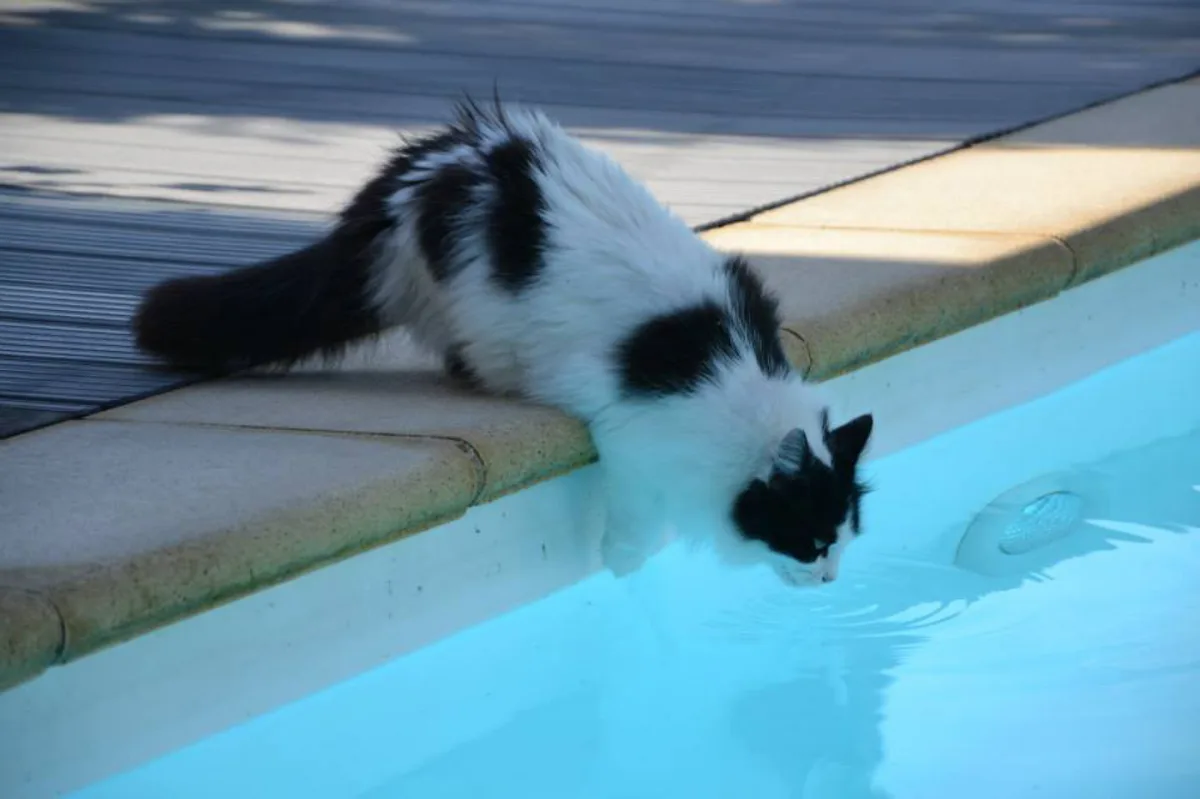 assurer la securite de votre chat autour d une piscine