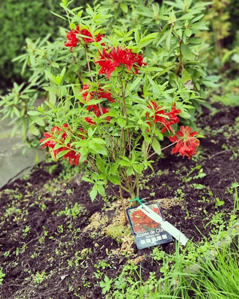 azalee de chine fleurs rouges plantation pot septembre