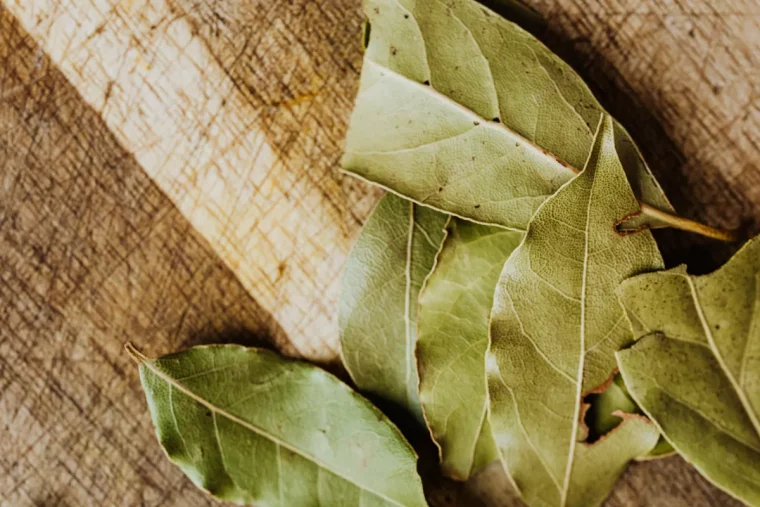 bienfaits des feuilles d laurier sous l oreiller et dans la maison