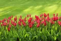 Quand planter les bulbes de tulipes ? Tous les secrets pour une floraison printanière à envier