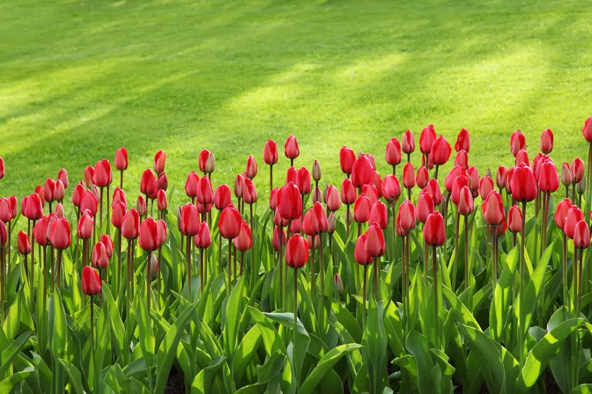bordure jardin tulipes rouges gazon pelouse lumiere soleil reflets ombre