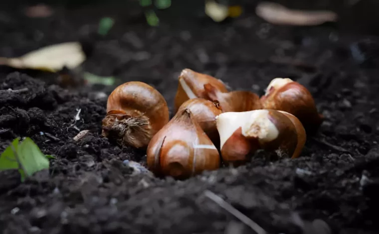 bouquet de bulbes posees au sol dans le jardin